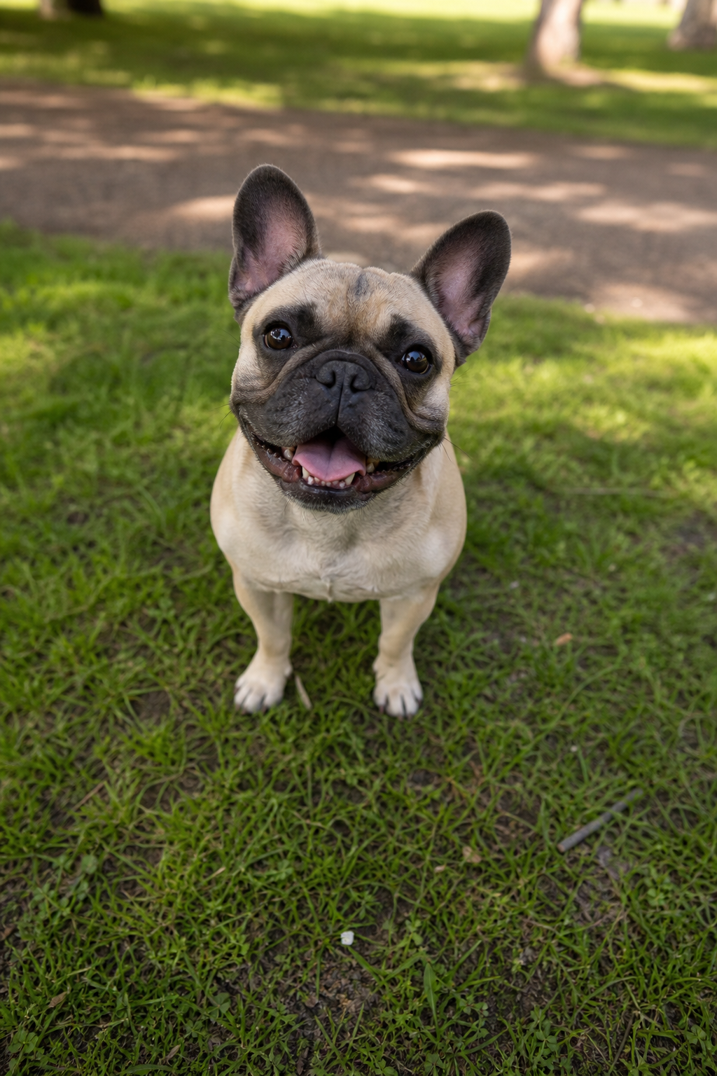 Happy French bulldog Waffles looking up at the camera